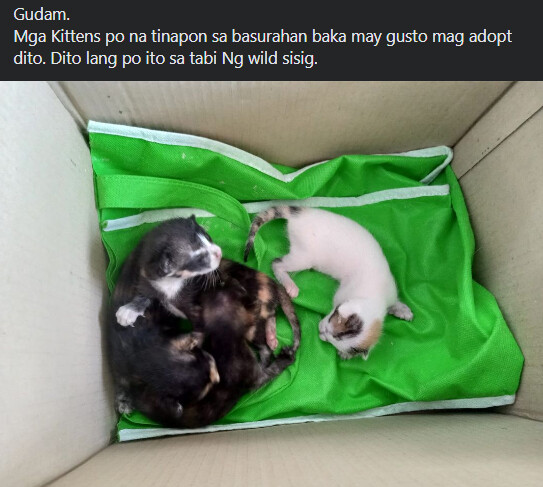 Newborn kittens found in the trash