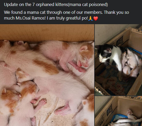 Substitute mama cat nursing 7 orphaned kittens